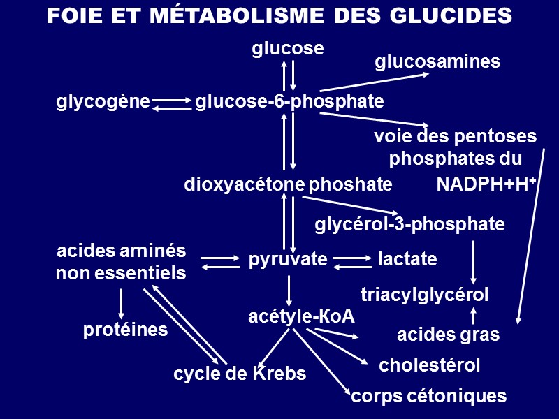 FOIE ET MÉTABOLISME DES GLUCIDES glucose glucose-6-phosphate glycogène glucosamines voie des pentoses phosphates du